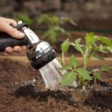 Kada zalijevati paradajz nakon sadnje u zemlju i staklenik